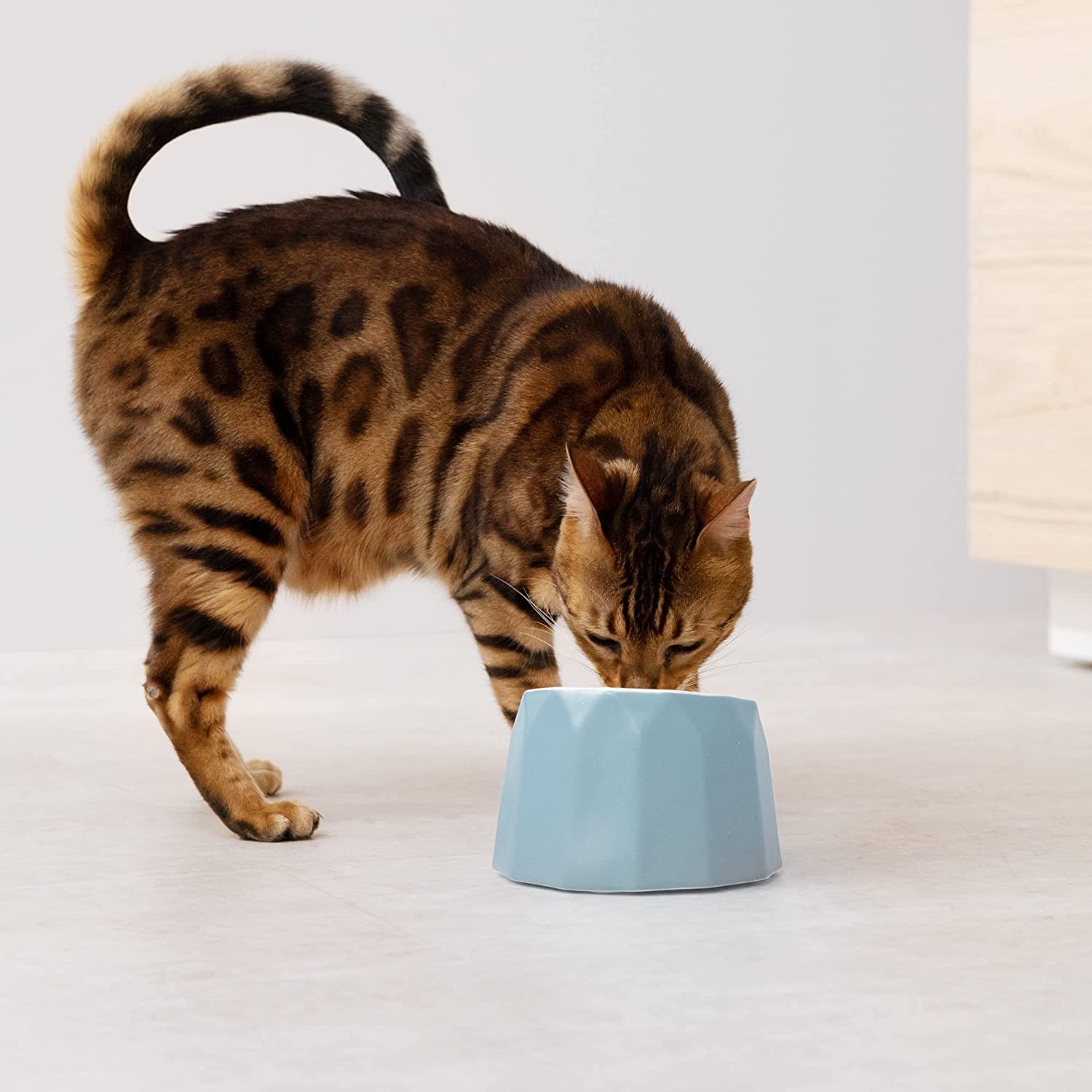 navaris-raised-ceramic-cat-bowl-keramiko-bol-fagitou-kai-nerou-me-vasi-silikonis-gia-katoikidia-blue-1.jpg